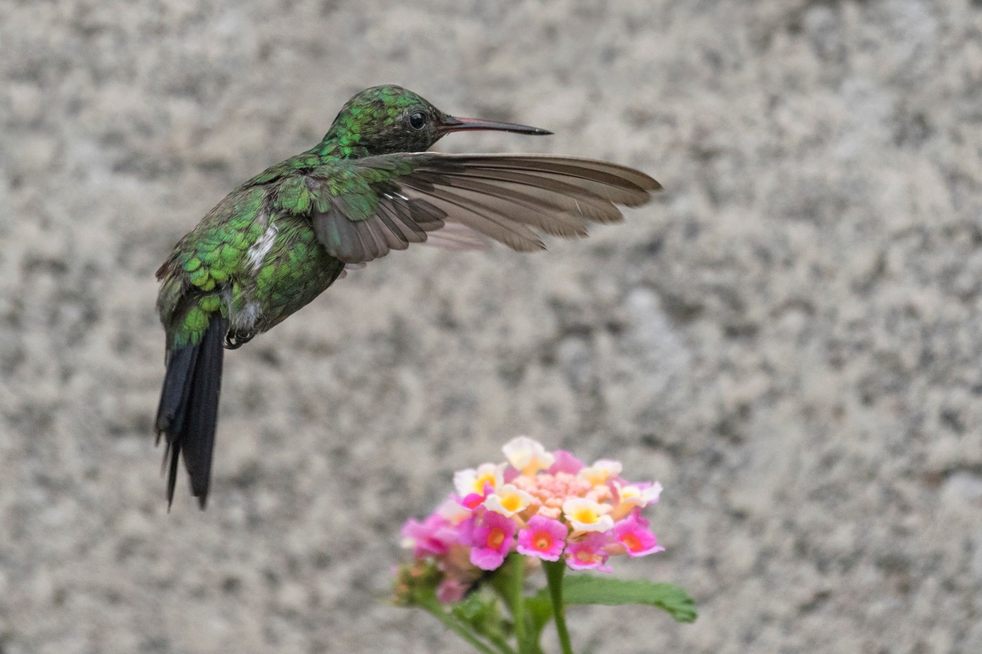 7. Garden Emerald Hummingbird In Flight