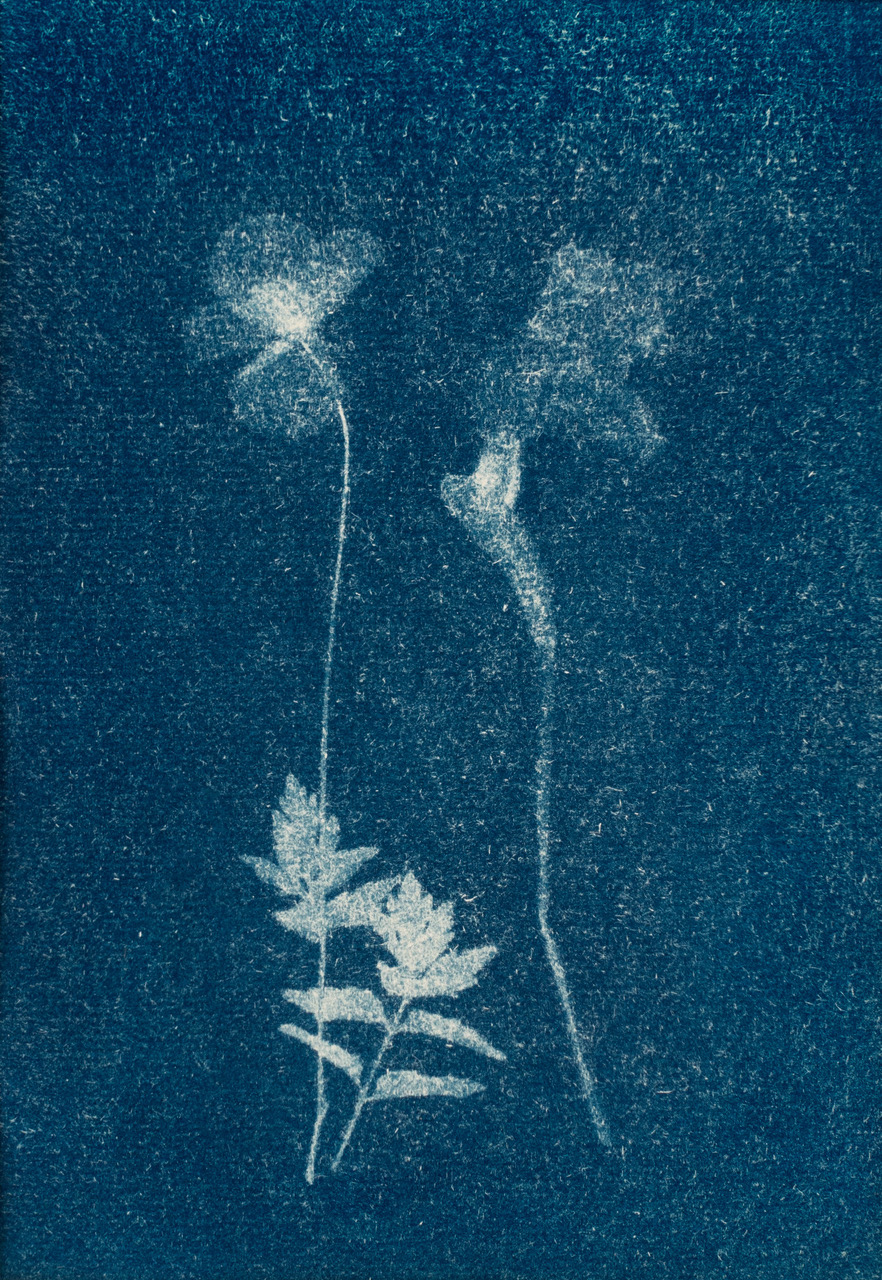 33 - Cyanotype - Pressed Spring Flowers by Patricia Ness LRPS