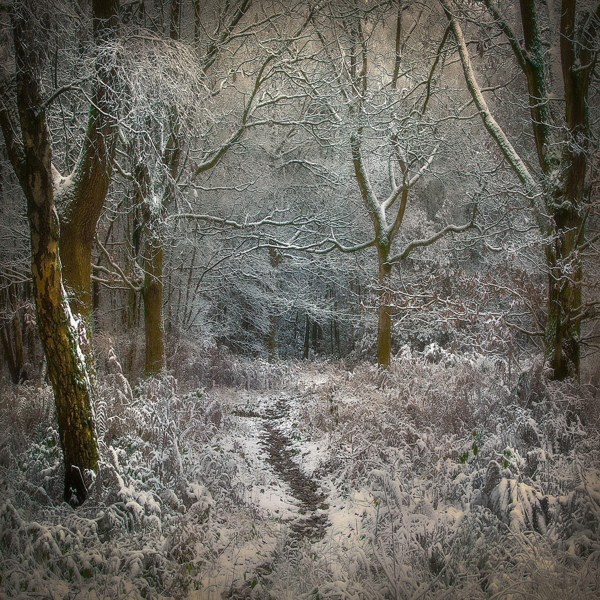 1St Place, Frozen Forest By Peter Stott ARPS
