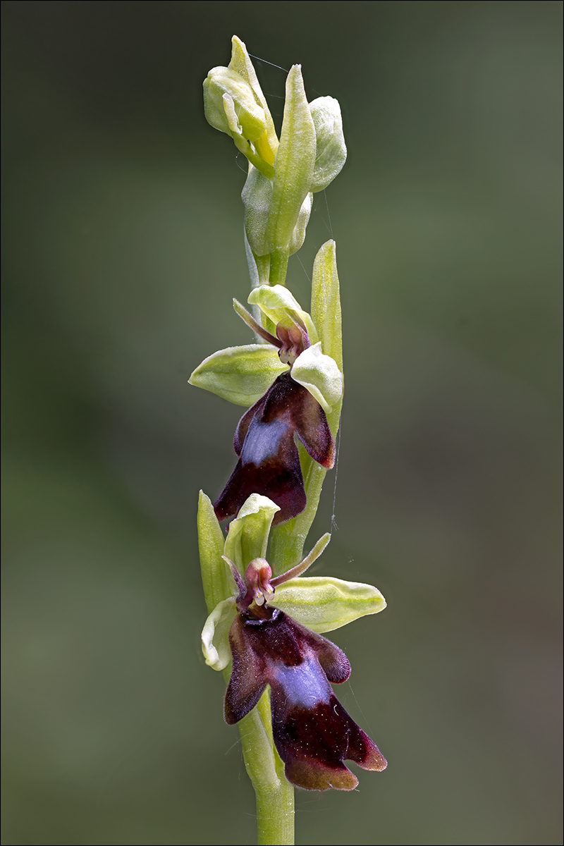 Fly Orchid By Duncan Locke ARPS