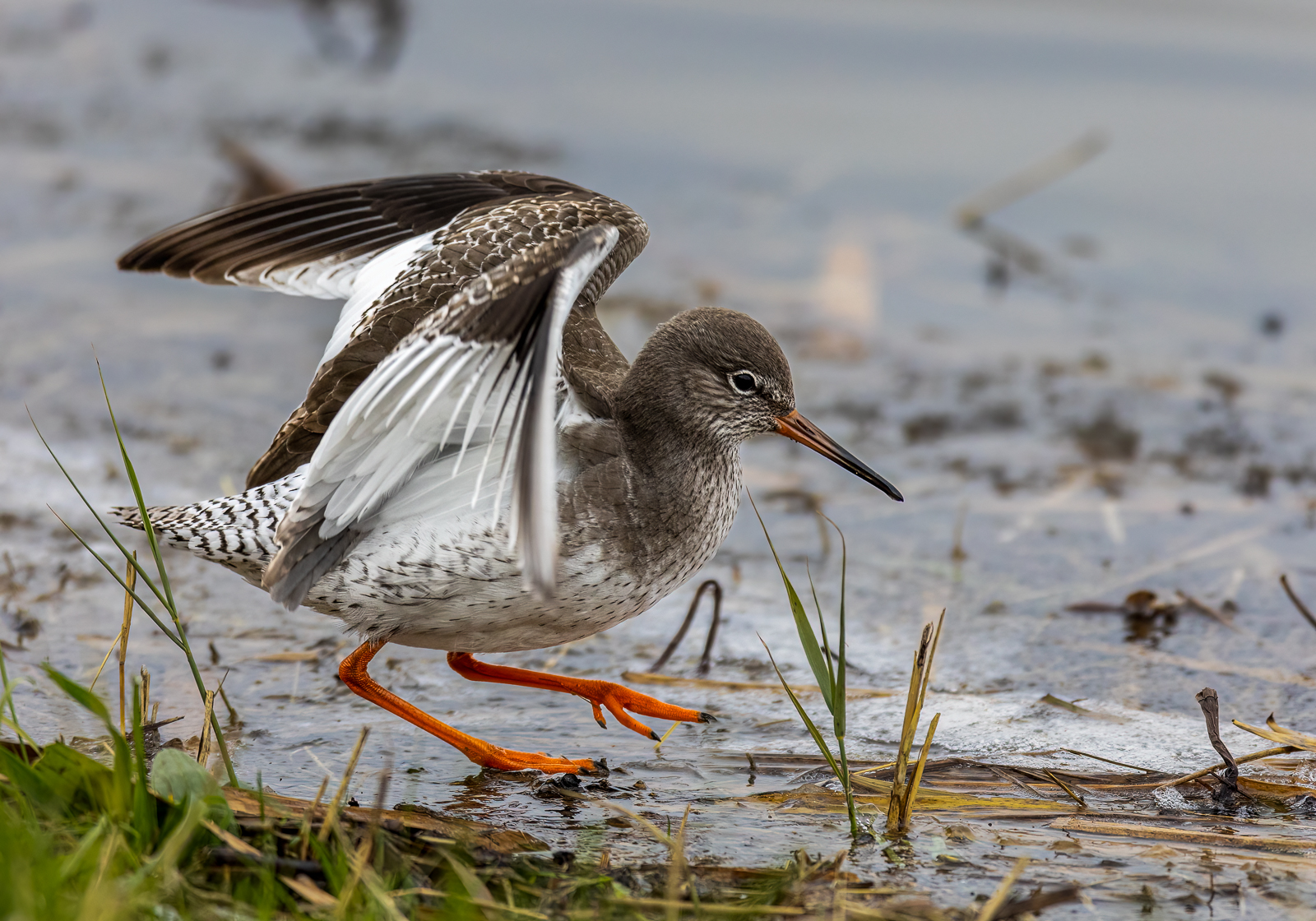 Redshank On Ice By Steve Parrish