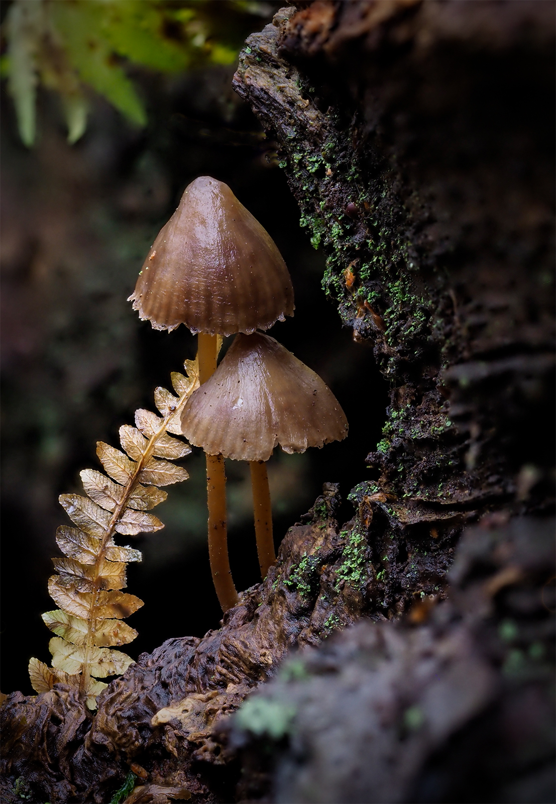 Fungi By Jane Barrett