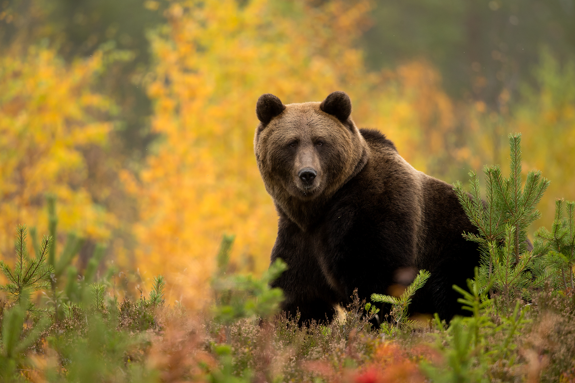 Brown Bear In Autumnal Forest 2