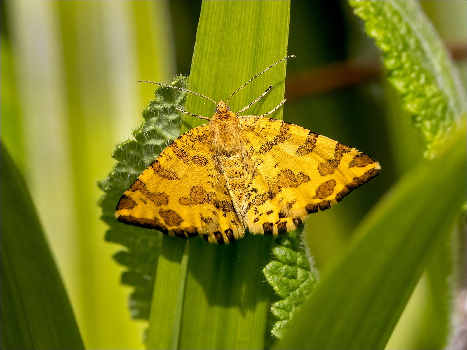 Speckled Yellow Moth By Duncan Locke ARPS