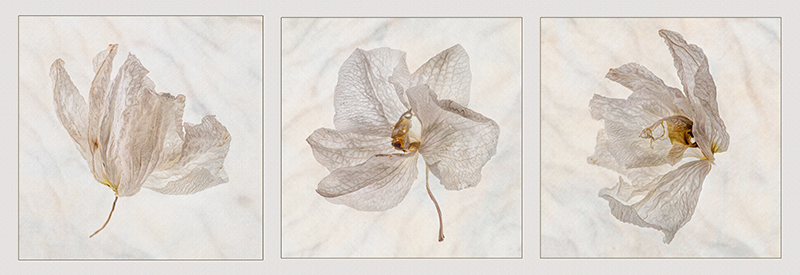 Faded Orchids By Yvonne Green LRPS