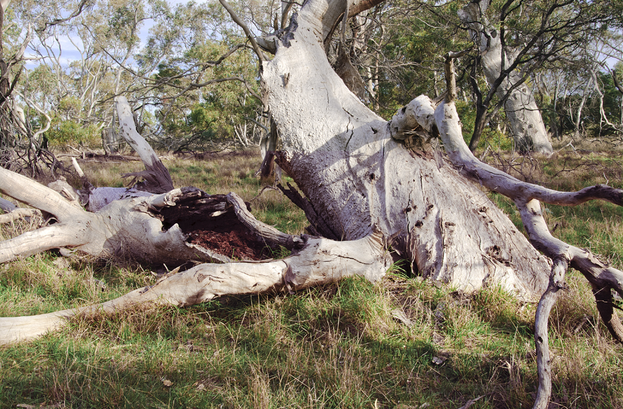 Fallen Eucalpt Inverleigh Forest by Max Melvin ARPS (Australia)