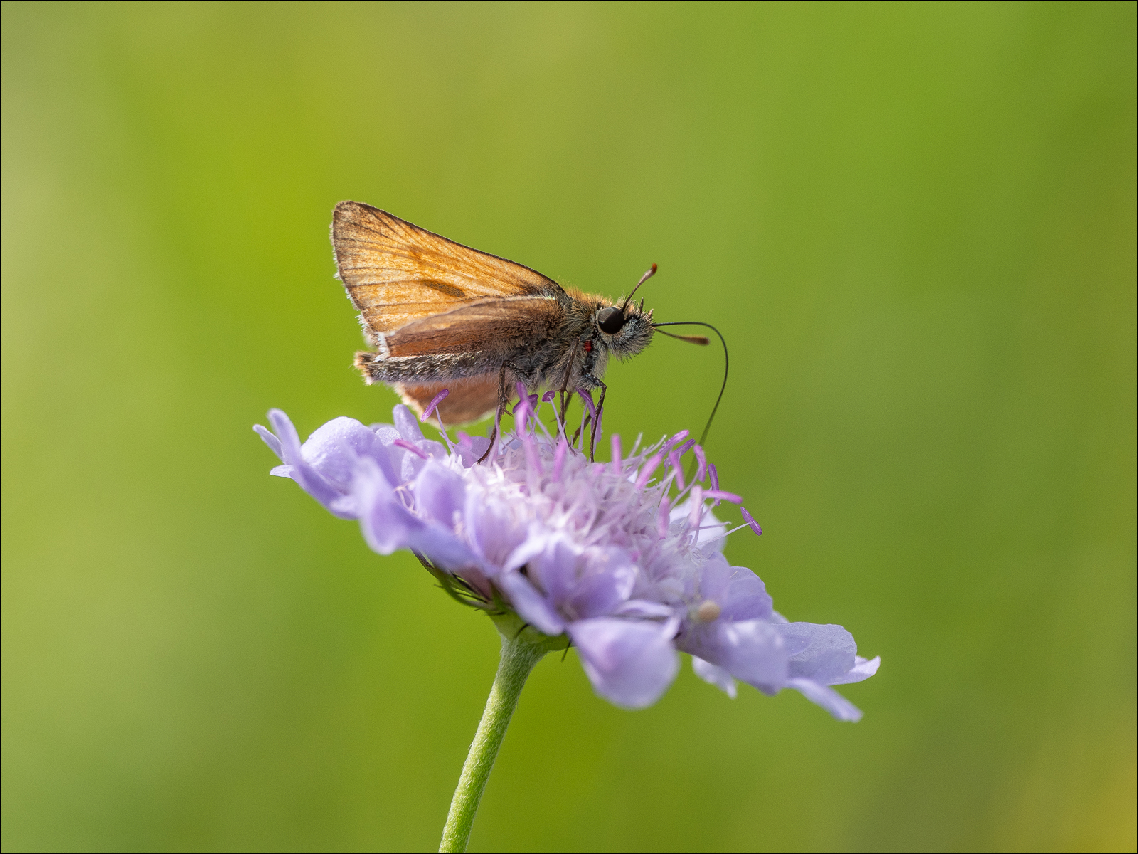 Small Skipper By James De Courcy LRPS