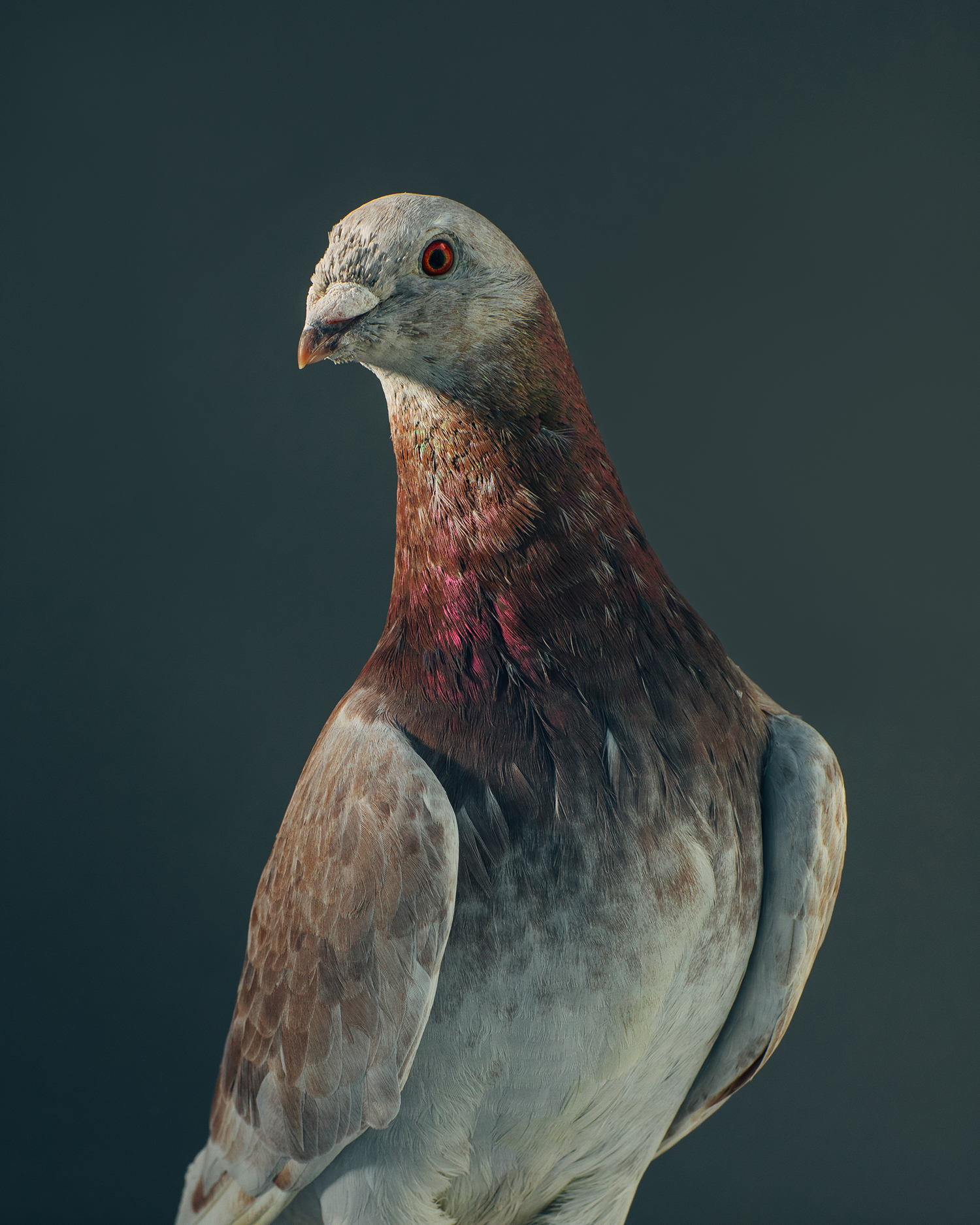 Burden_Brendan_Ash Red Homing Pigeon