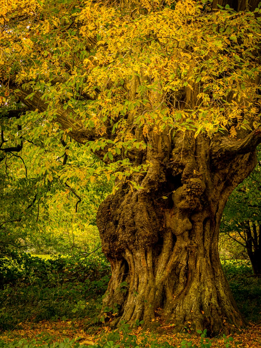Hatfield Forest, Workshop with Justin Minns By Patrick Smith