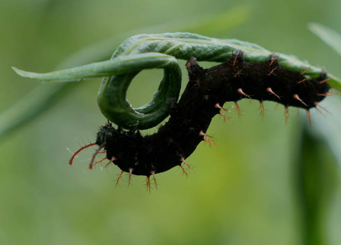 16 Minke Groenewoud The Very Hungry Caterpillar 03