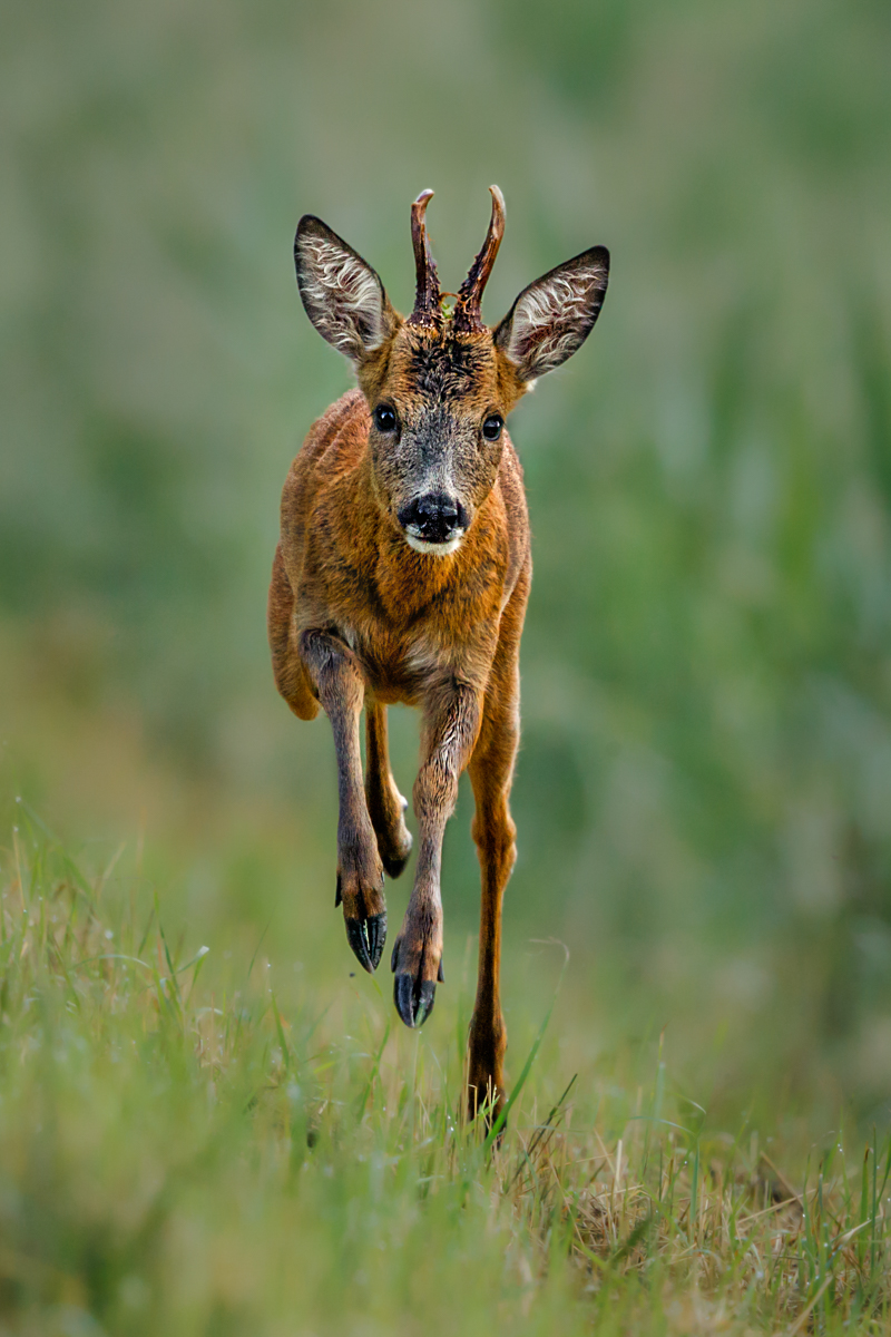 Young Roe Deer