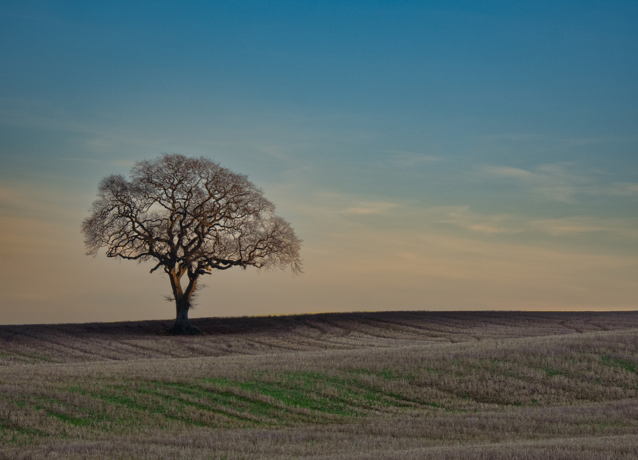 The Potterton Tree