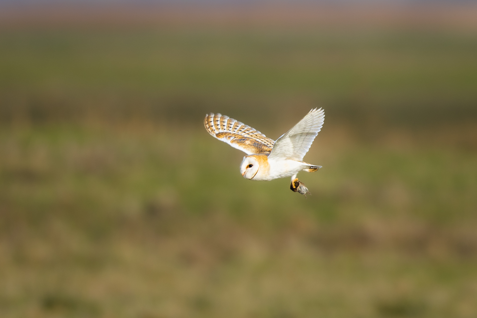 Barn Owl With Vole By Mike Harris