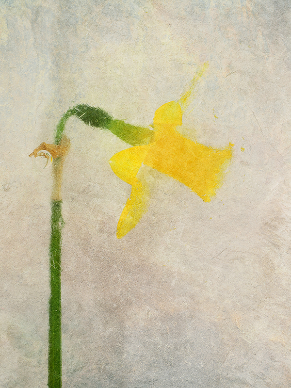 Textured Daffodil