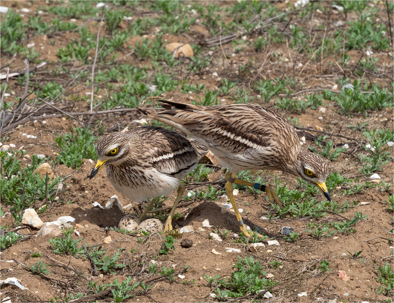 13. Stone Curlews Changing Over P5222530