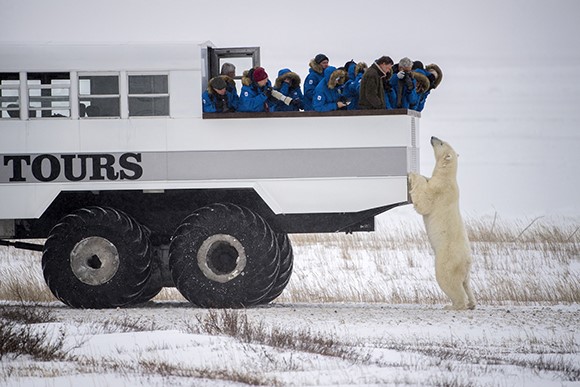 Polar Bear Encounter Up Close
