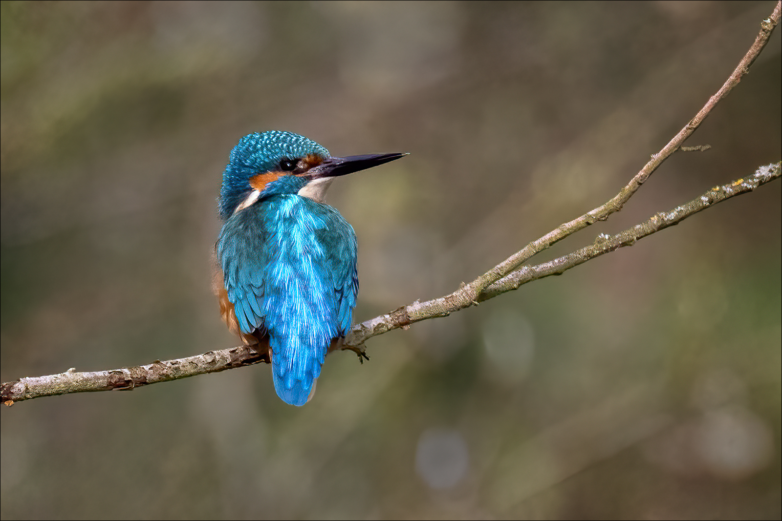Kingfisher 1 By Duncan Locke ARPS