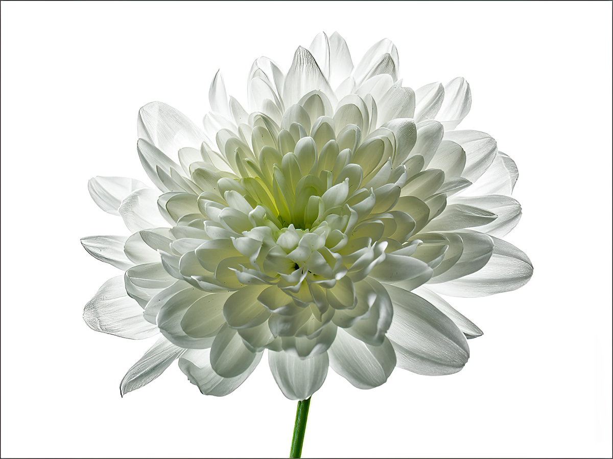 White Chrysanthemum by Chris Griffin