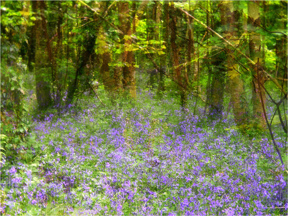 Bluebell Woods Diana F