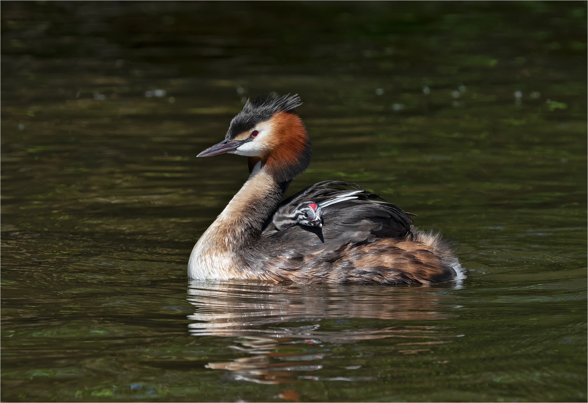 Great Crested Grebe With Young