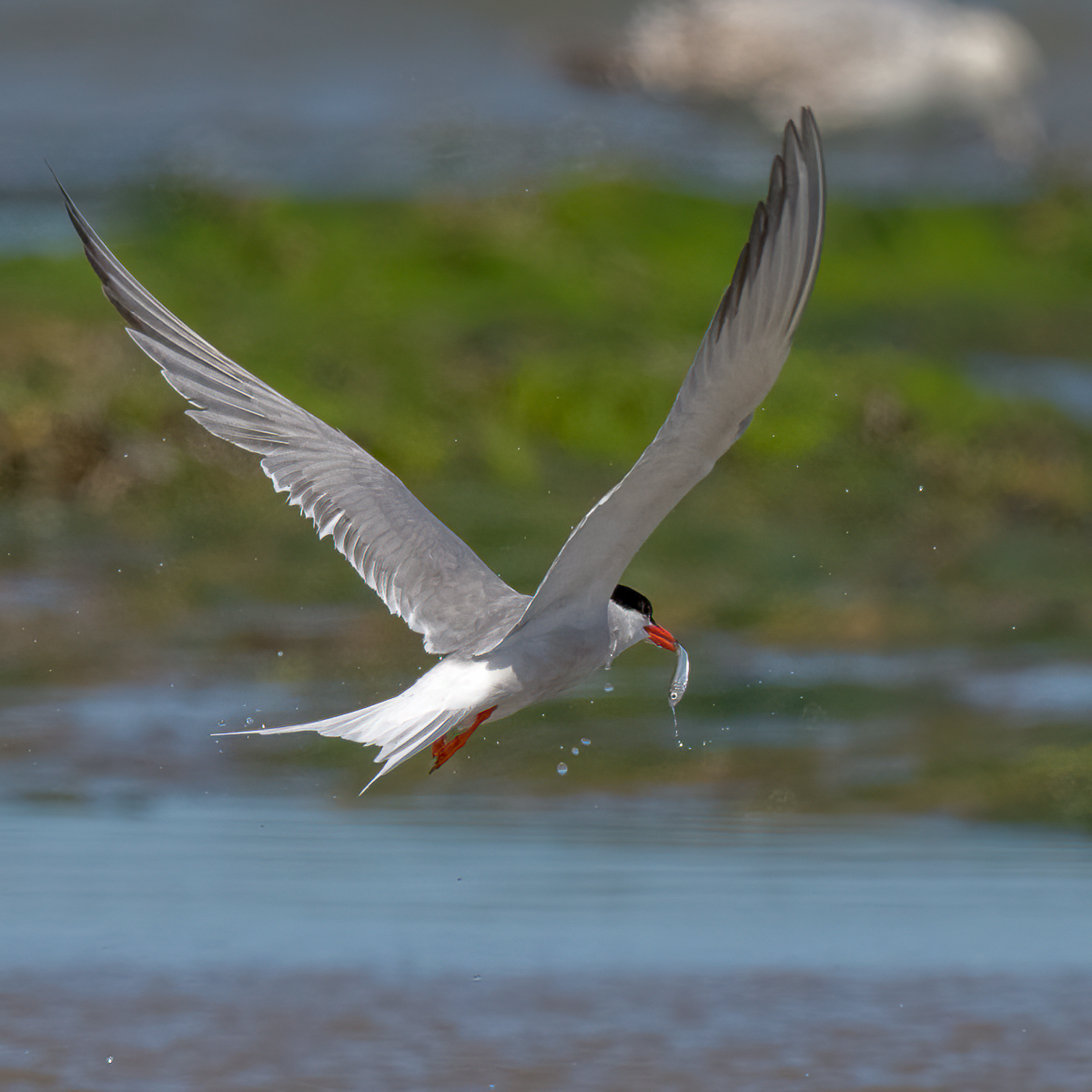 Common Tern With Catch By Nick Bowman