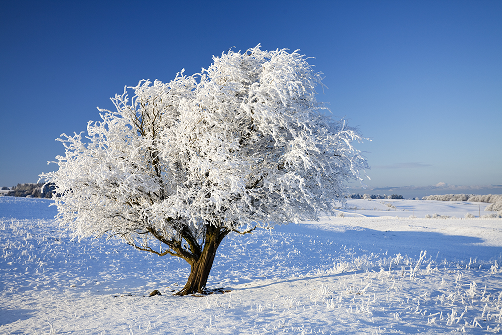 White on Blue