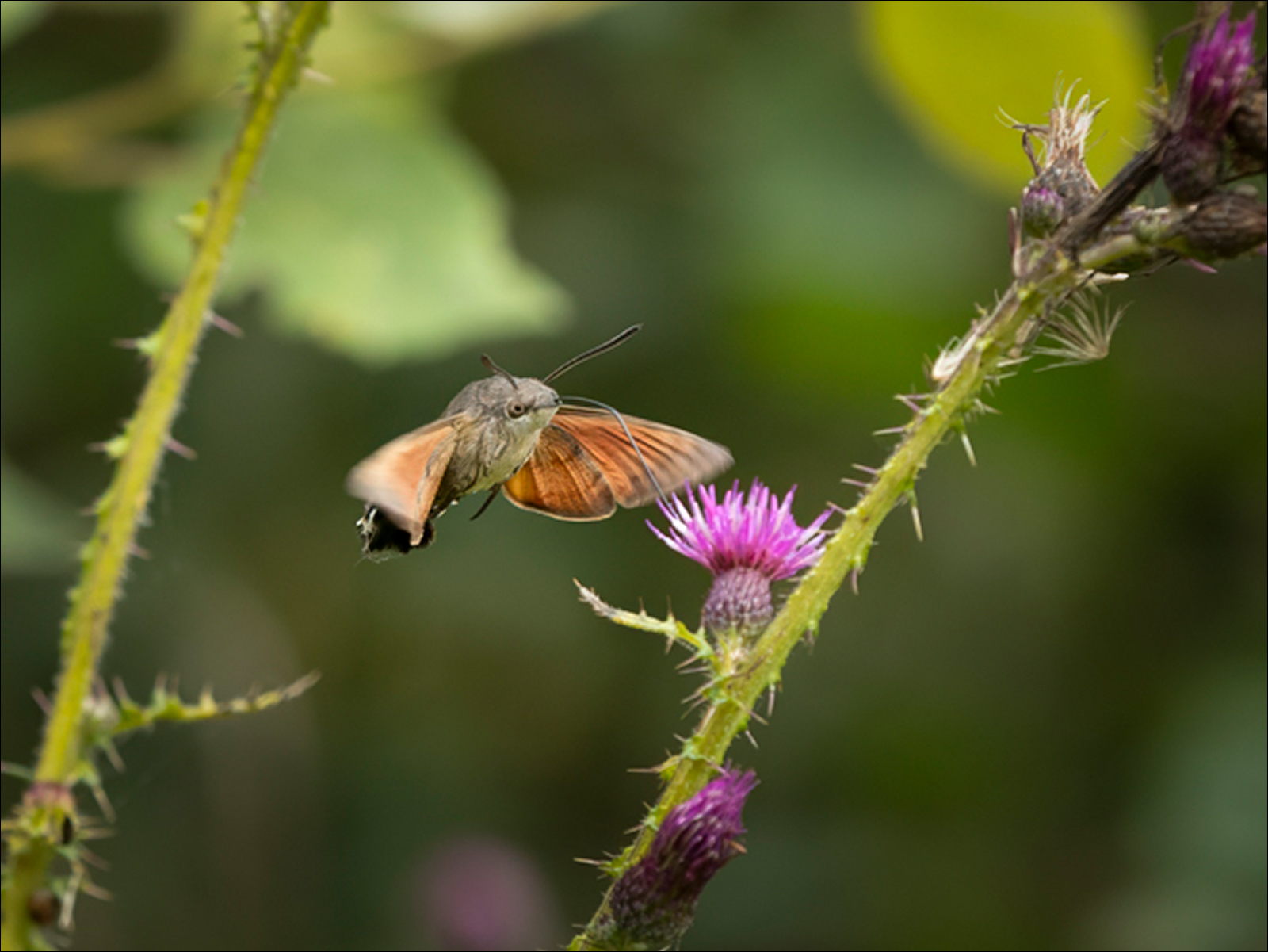 Humming Bird Hawk Moth By Sandy Fothergill