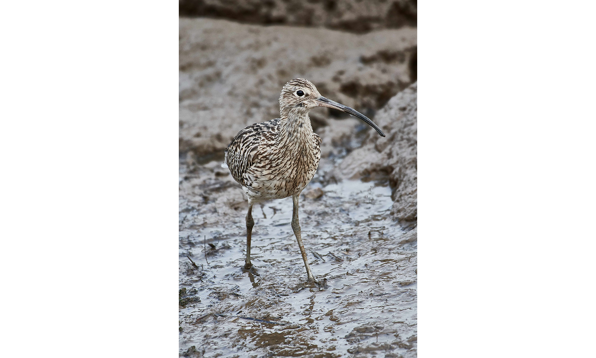 Curlew With Canvas Backing