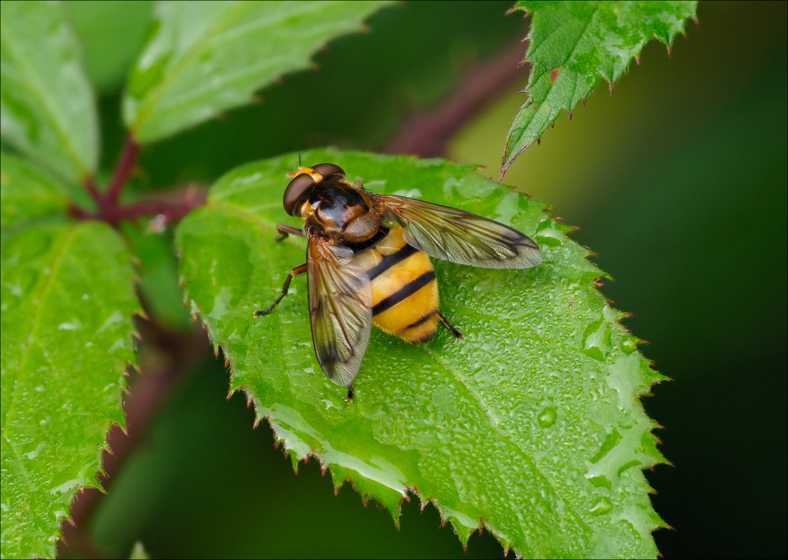 Volucella Inanis (Focus Stacked) By Alan Hartley ARPS