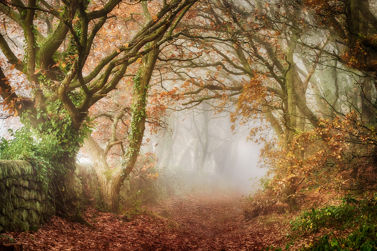 1St Place Misty Glade Chevin Wood By Ashley Franklin ARPS