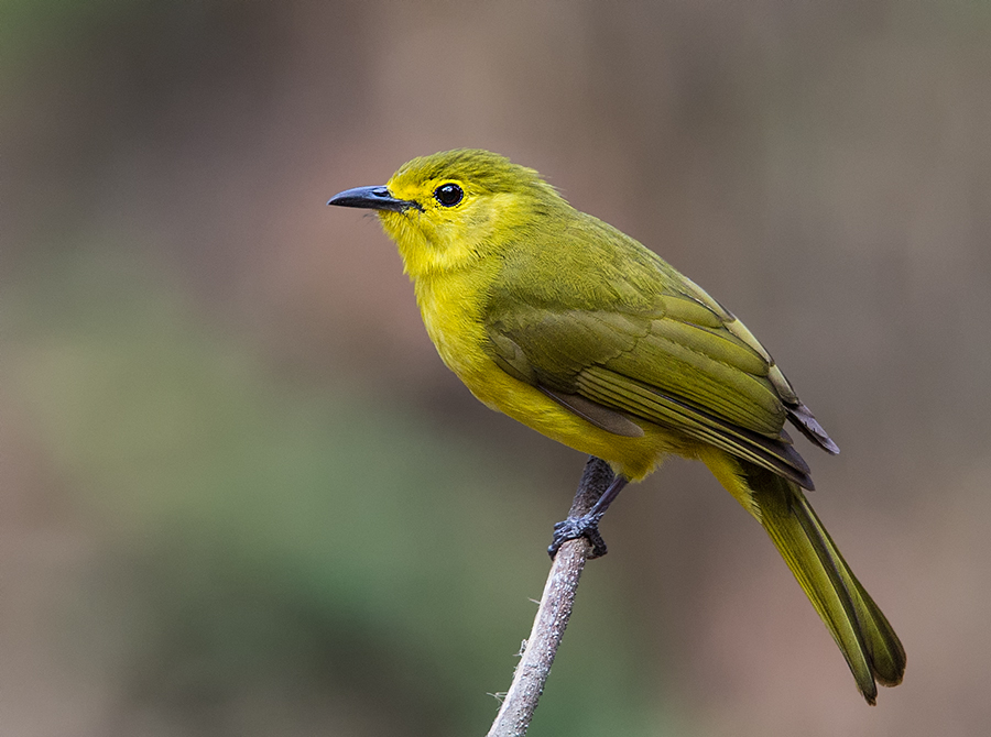 A Birder's Paradise by Ajit Huilgol