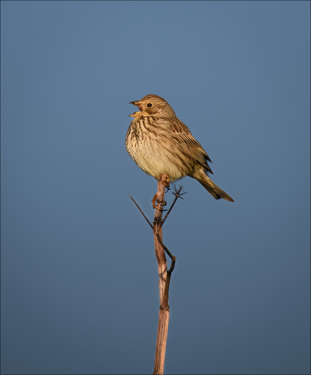 Corn Bunting By Graham Fone