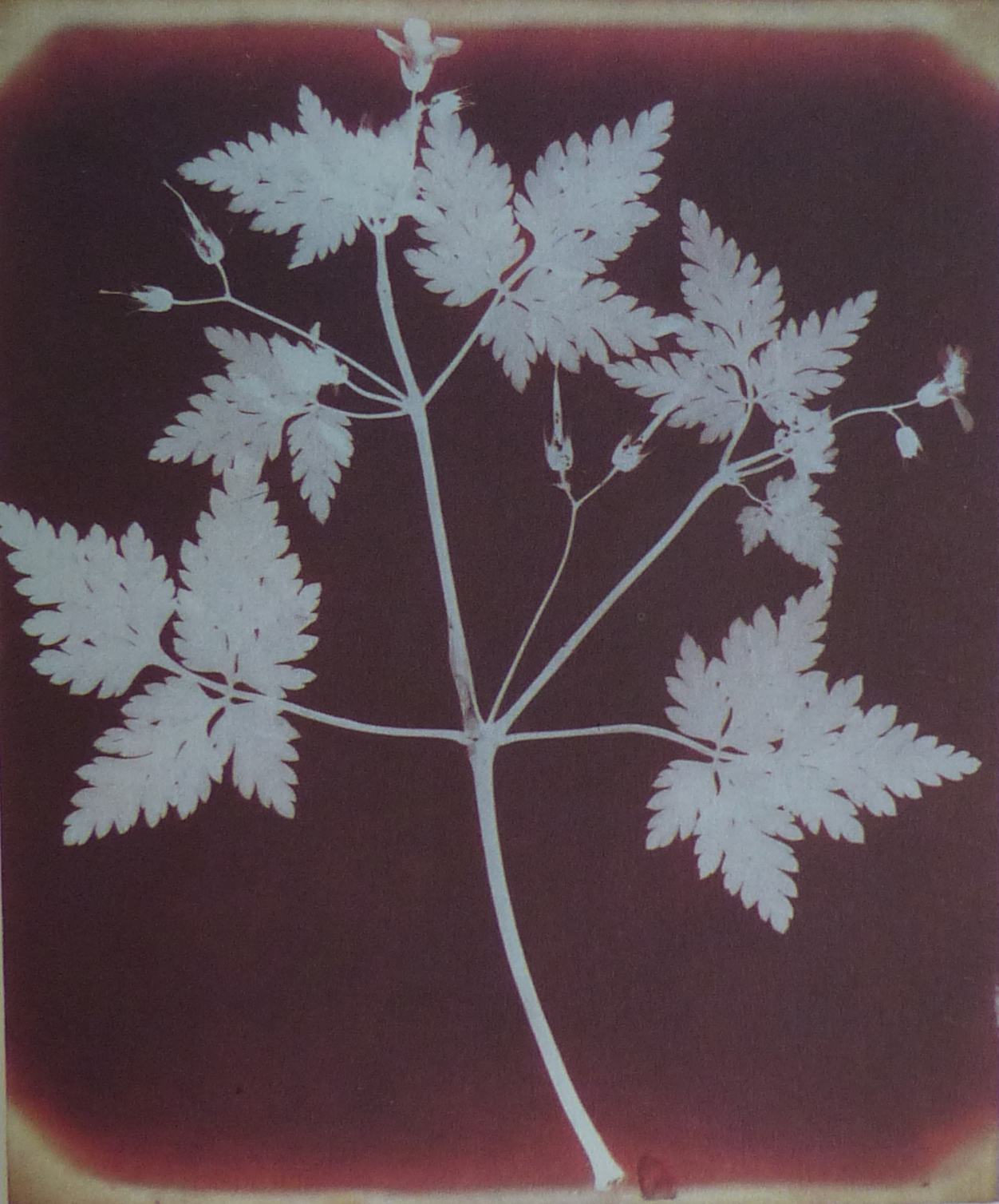 Photogenic drawing of geranium leaf by William Henry Fox Talbot. 