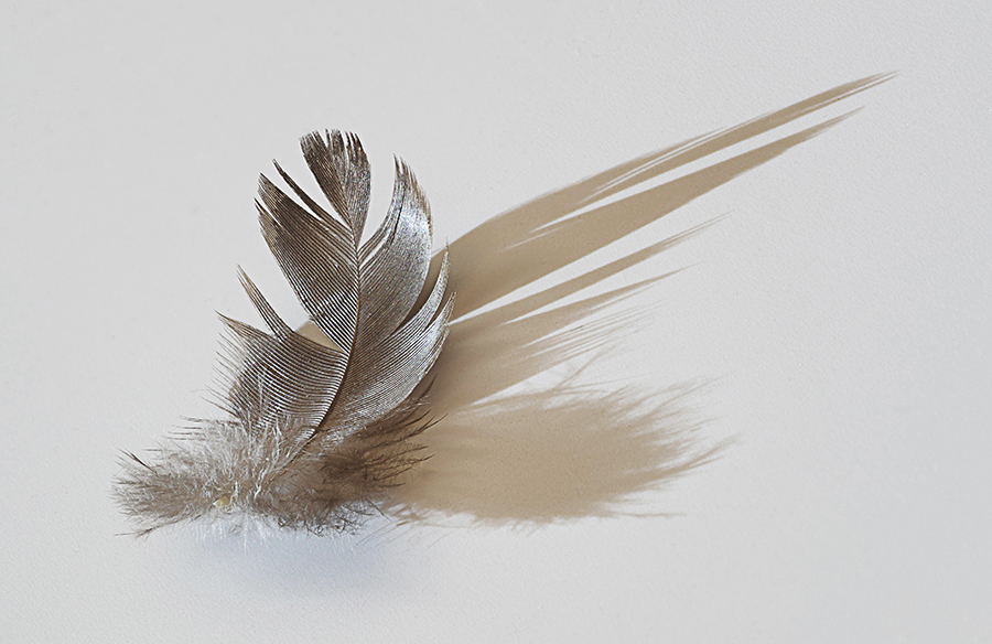 One Feather By Jon Fishback, ARPS (USA)