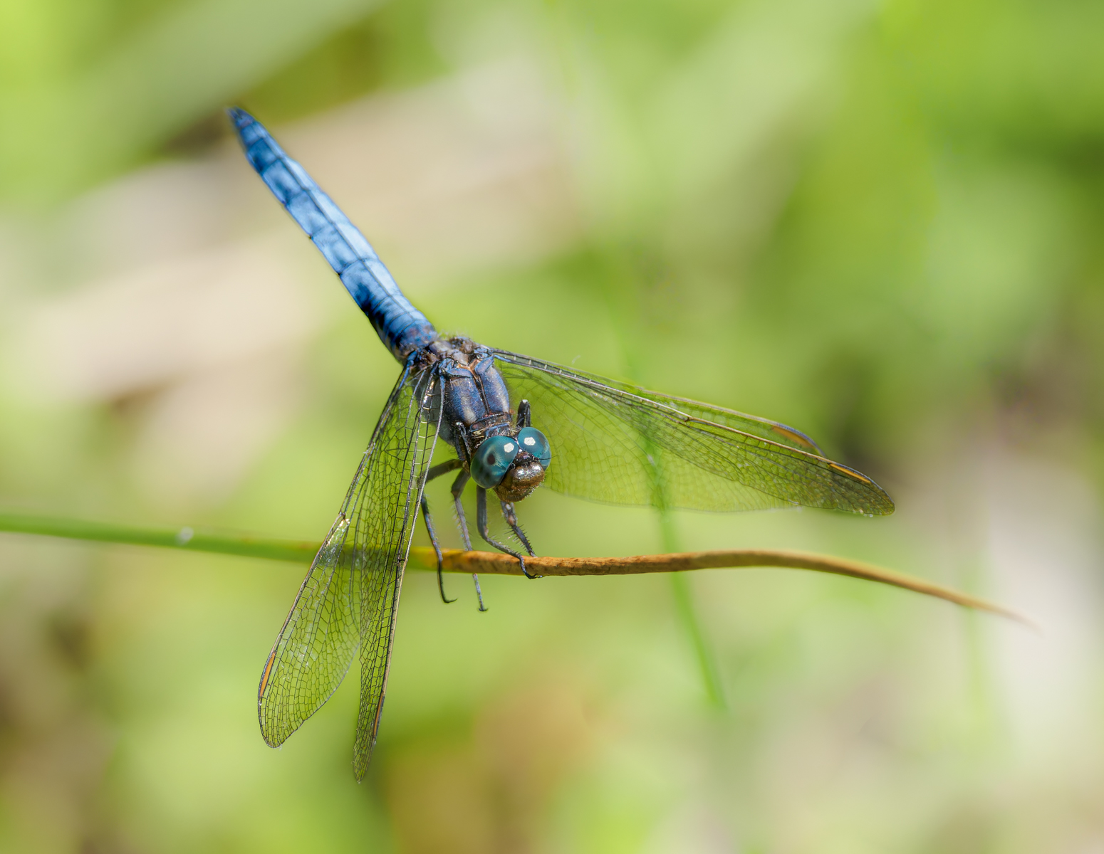 Keeled Skimmer (M) By Ann Miles