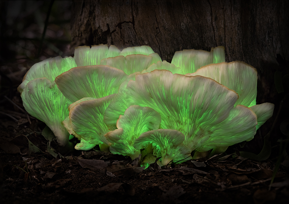Bioluminescent Fungus