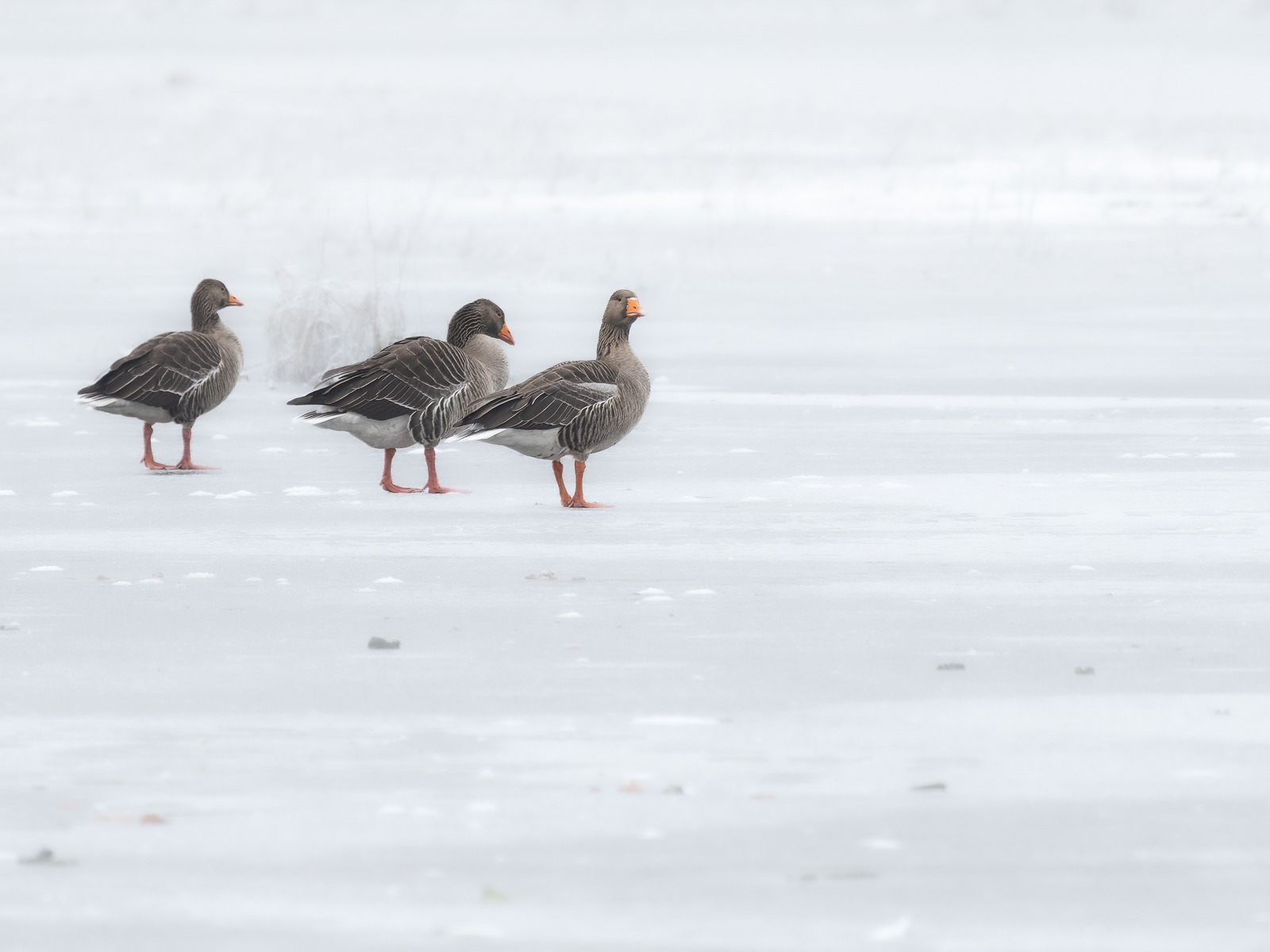 Three Geese Welney By Mark Gillett 3