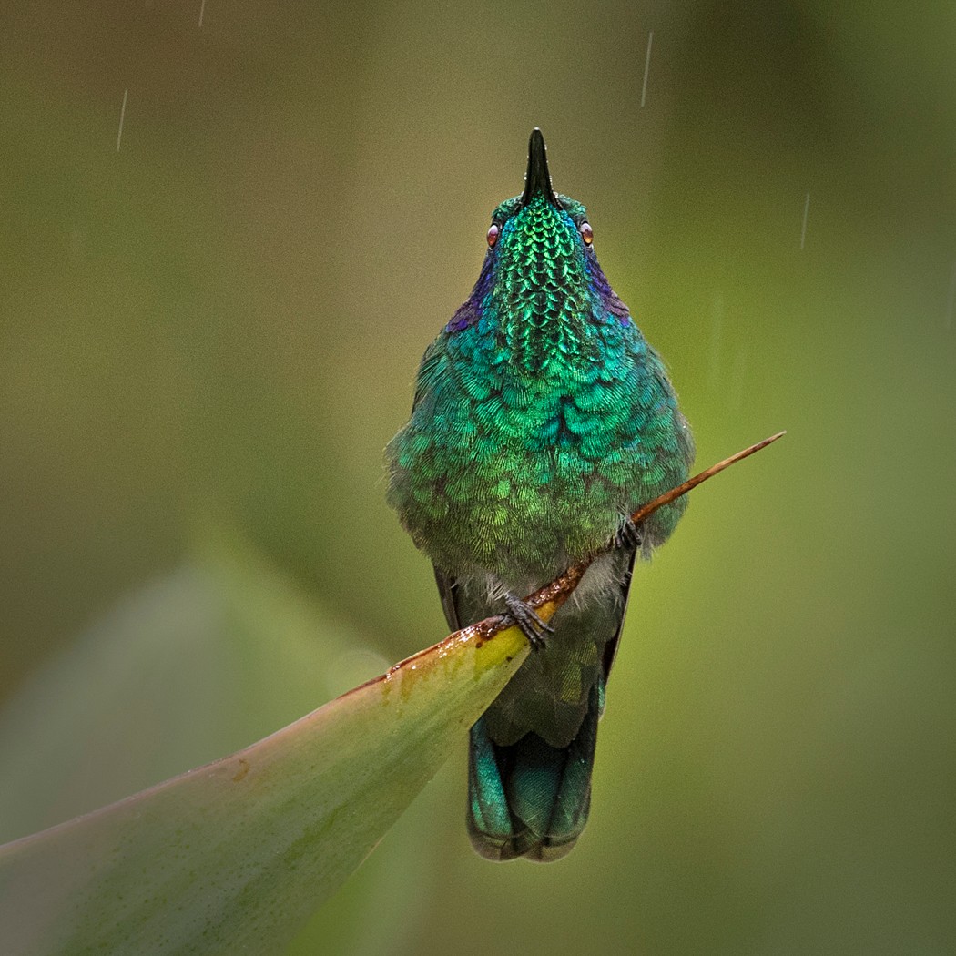 3. Green Violet Ear Hummingbird