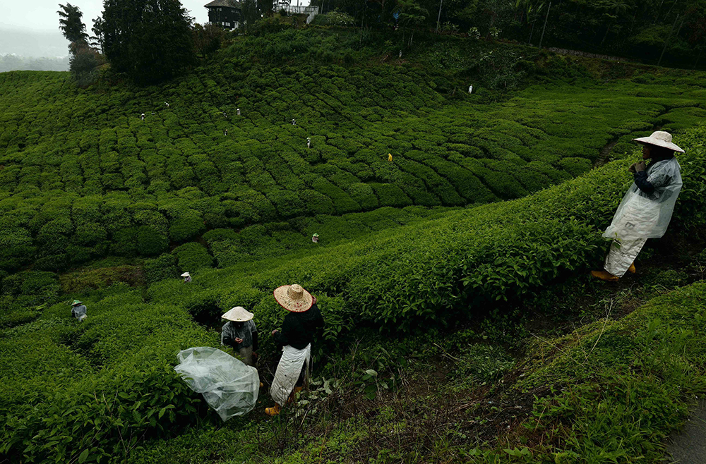 Tea Plantation Workers, Cameron Highlands, Malaysia