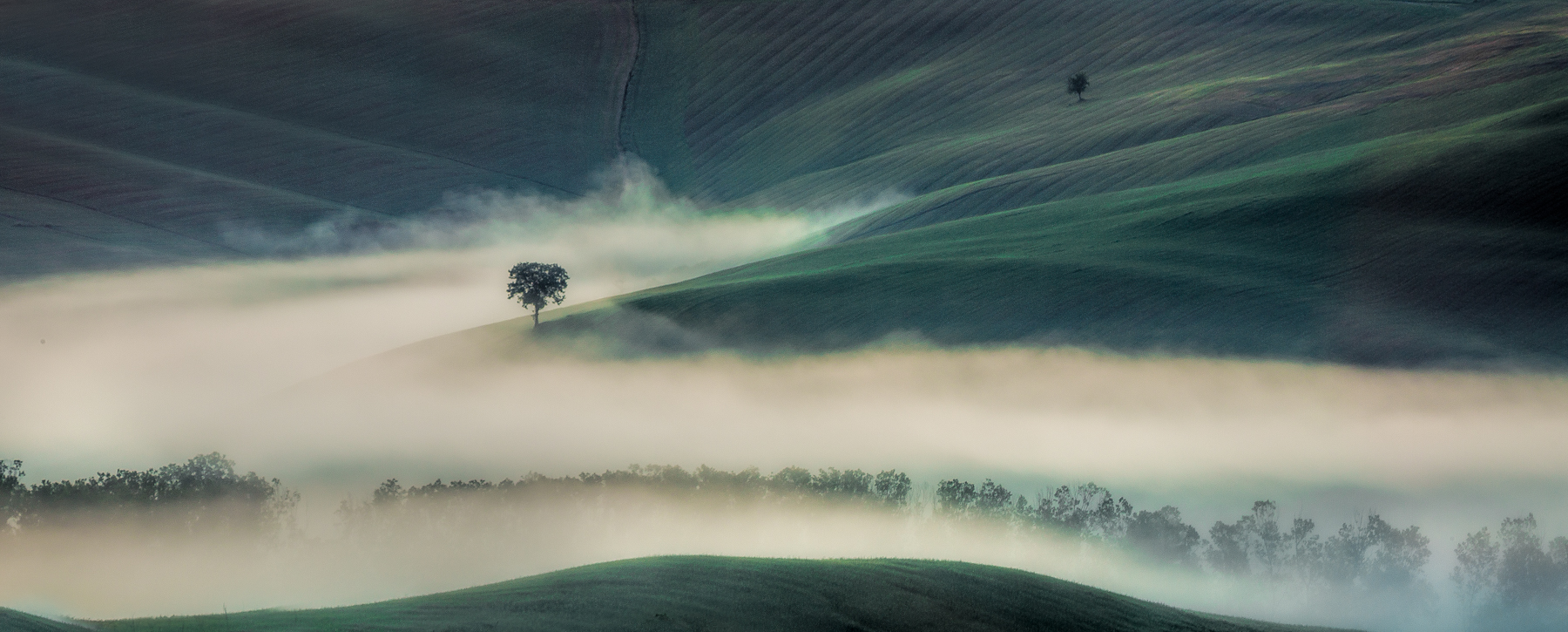 Ashley Franklin ARPS Little Tree In The Mist Tuscany