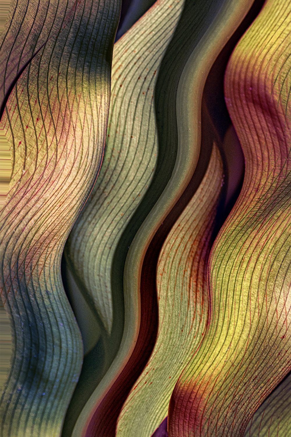 Leaf Curves by Val Walker ARPS