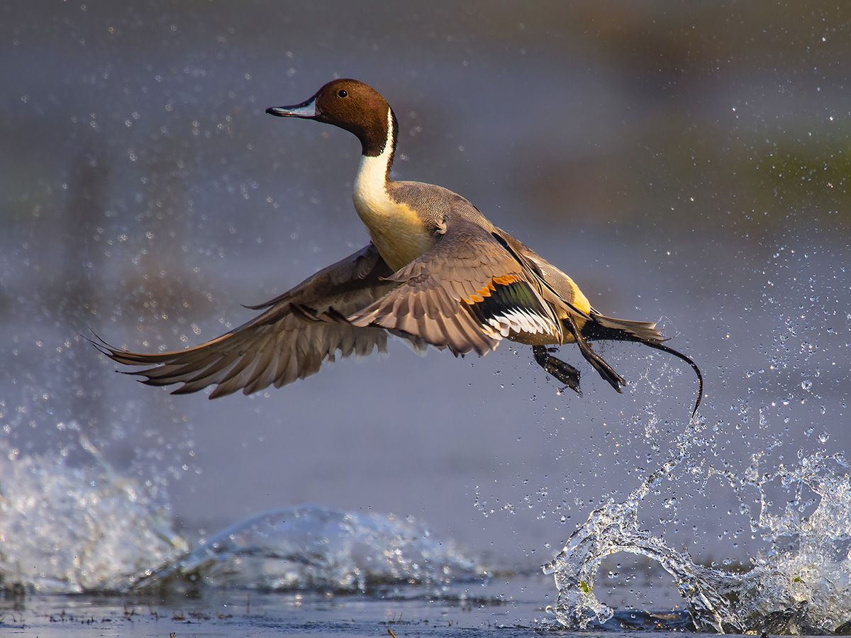 Northern Pintail Taking Off
