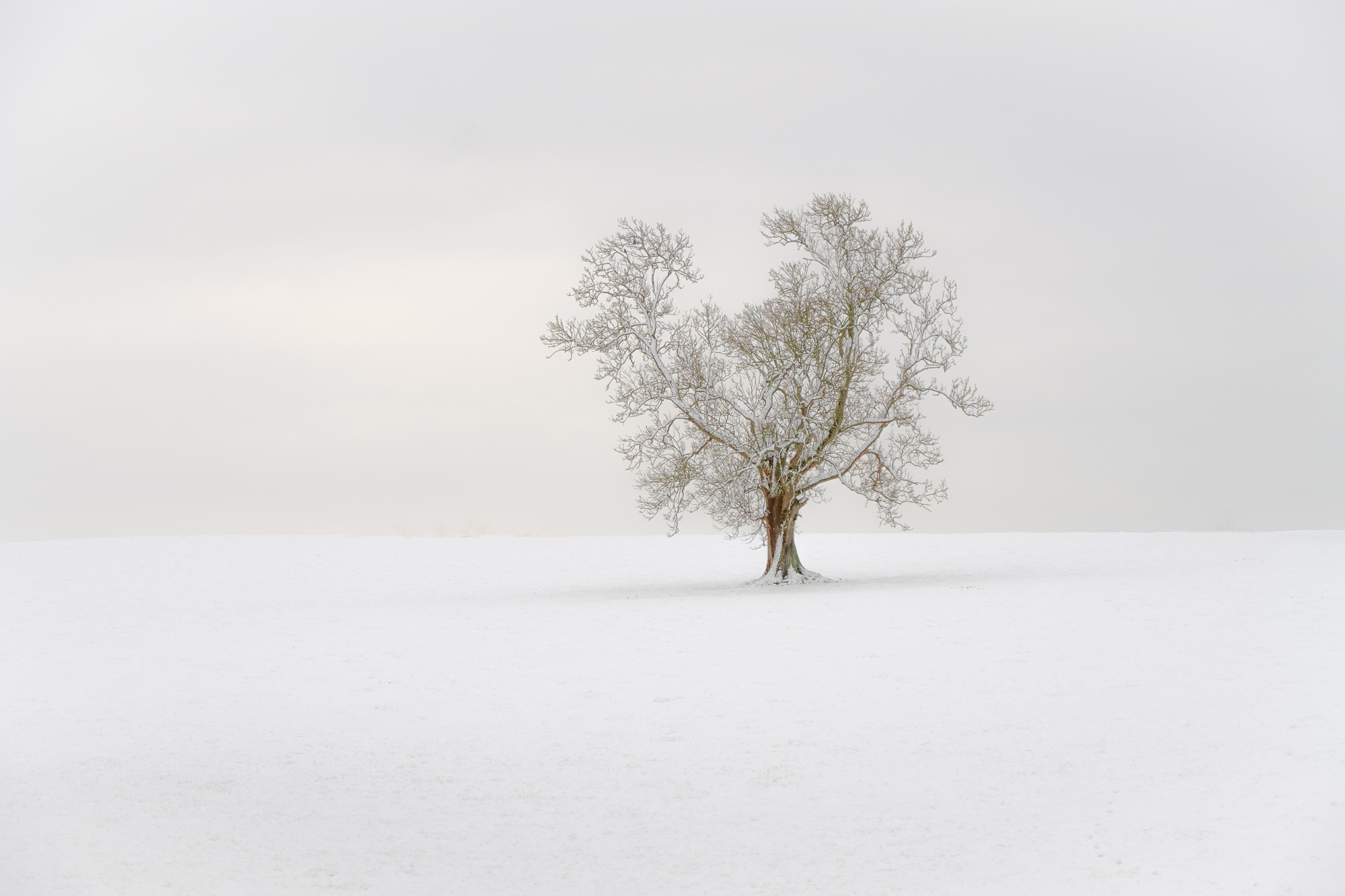Tree In Snow By Peter Coleby  