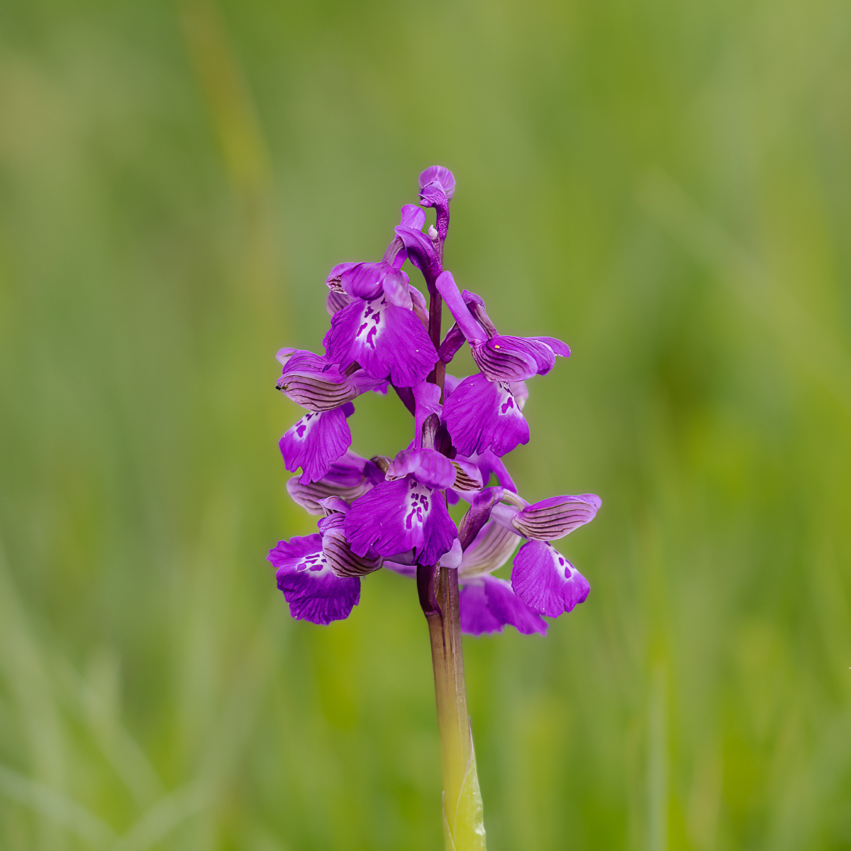Green Winged Orchid By Mike Harris