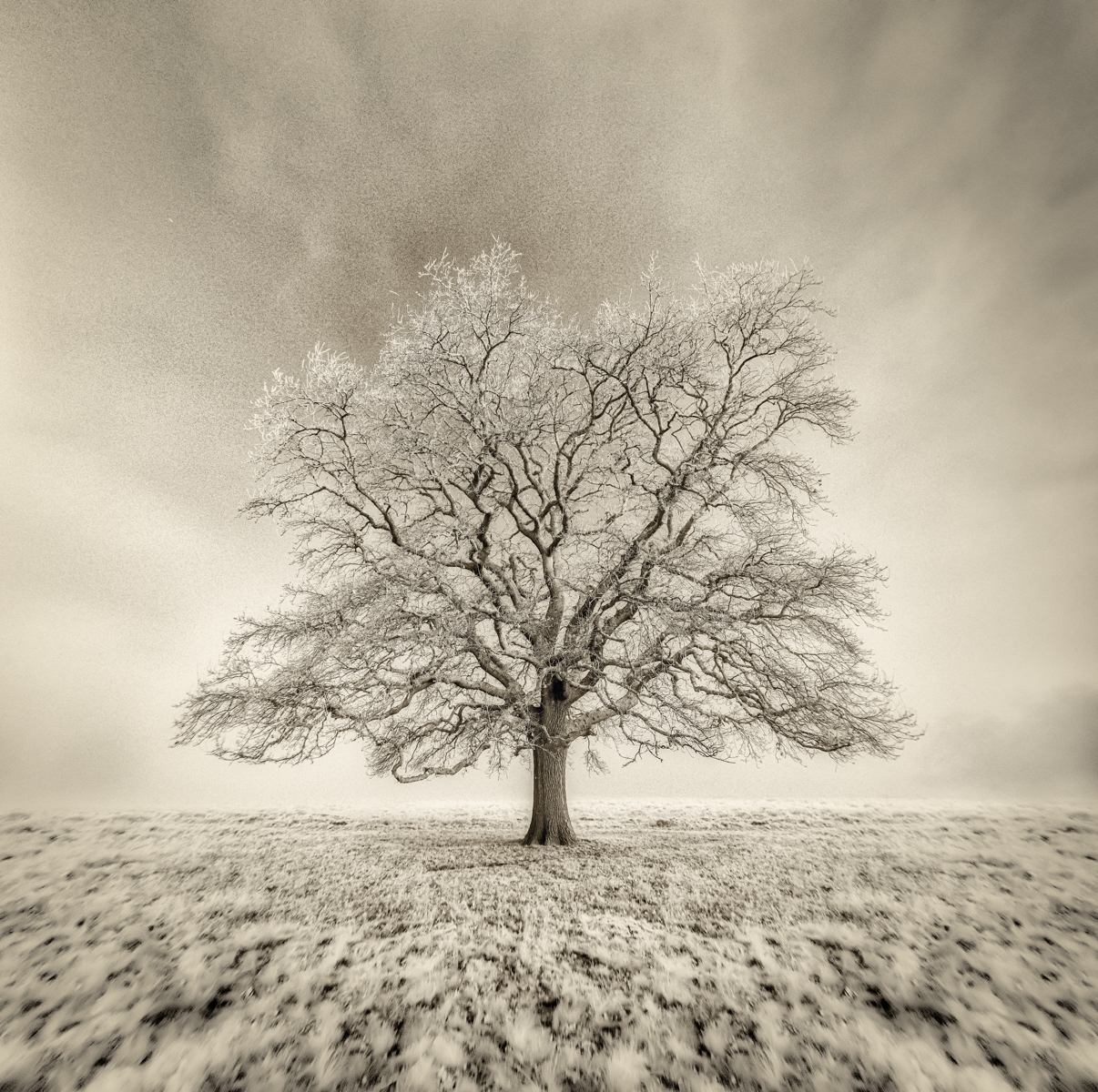 120 Lone Tree By Paul Waller LRPS