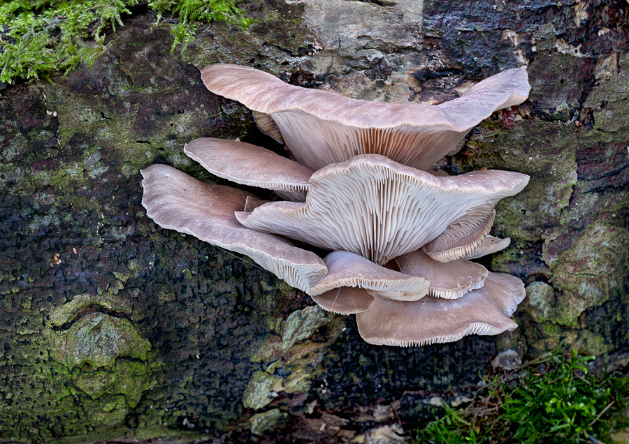 15 Pleurotus Cornucopiae Branching Oyster Mushroom