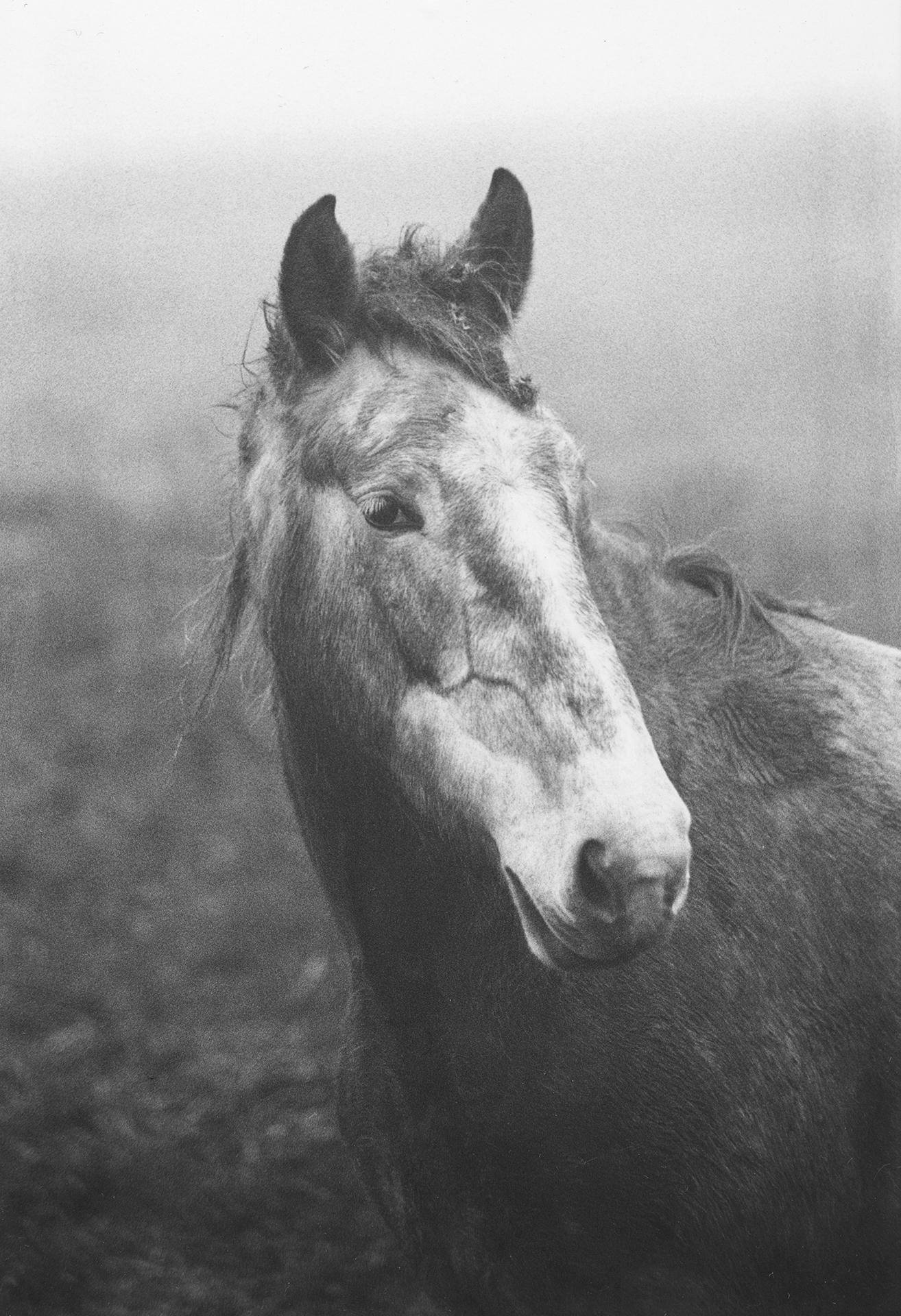 Pale Horse, Mizen Head, Cork II © Frank Mcelhinney, Courtesy Of Street Level Photoworks