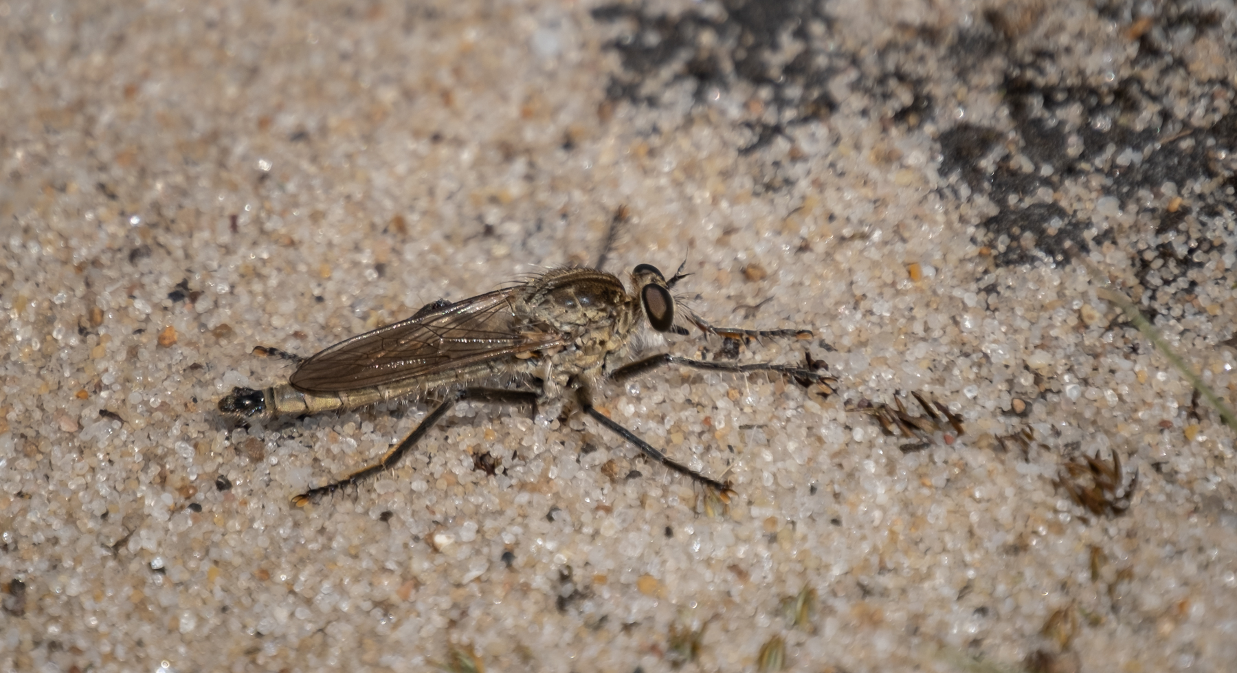 Robber Fly By Liz Akers