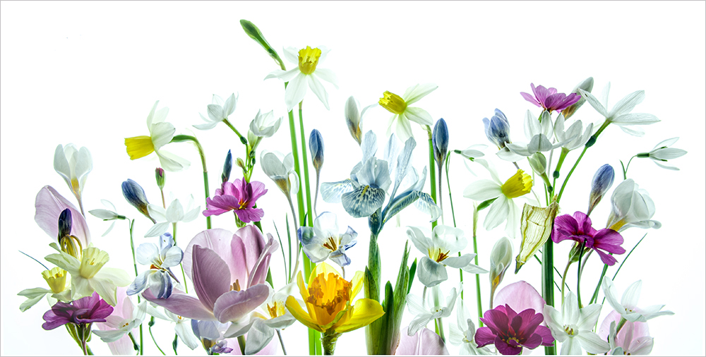 Spring Flowers By Melanie Chalk Copy 2