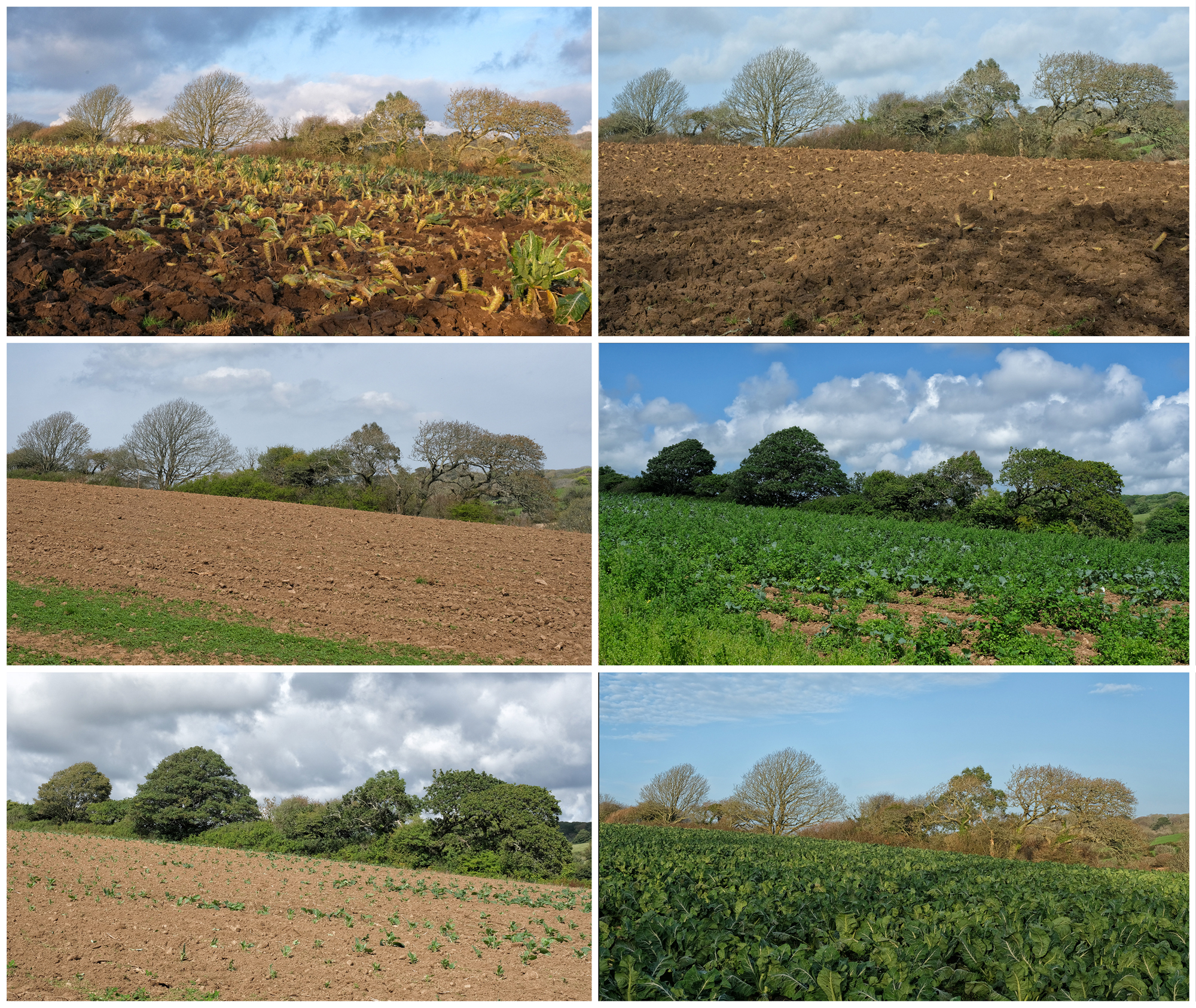 Panel Field Crops By Sue Searle